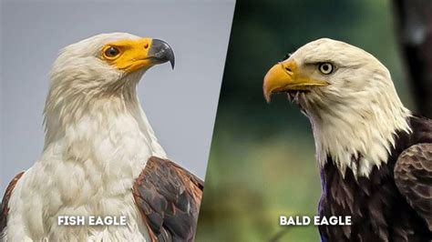 Fish Eagle Vs Bald Eagle: Their Differences .